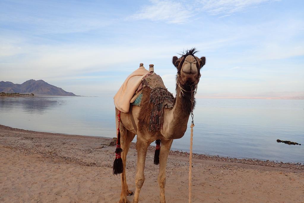 ホテル Bedouin Star タバ エクステリア 写真